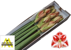 Hippeastrum Popov 75cm