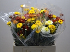 Chrysanth Spray Mix 65cm 75gr.