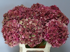 Hydrangea Pink Ruby Classic 60cm 16-18cm Hd