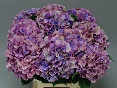 Hydrangea Royal Venice Classic 60cm 18-20cm Hd