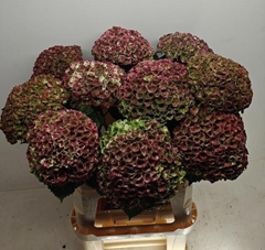Hydrangea Revolution Classic 80cm 18-20cm Hd