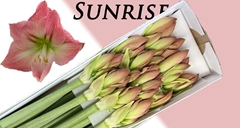 Hippeastrum Sunrise 75cm