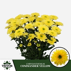 Chrysanth Spray Commander Yellow 70cm 75gr.