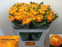 Chrysanth Single Astro 75cm 100gr.