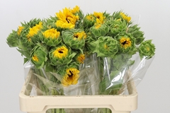 Helianthus Orange Fire 60cm