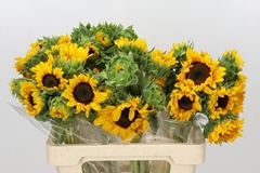 Helianthus Orange Fire 60cm