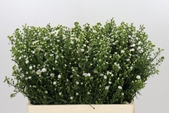 Aster Paquita 60cm 15gr.