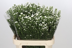 Aster Paquita 80cm 40gr.