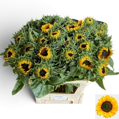 Helianthus Sunrich Orange 80cm 12cm Hd