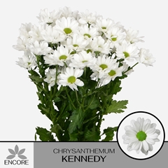 Chrysanth Spray Kennedy 70cm 60gr.