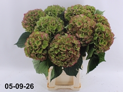 Hydrangea Elbtal Classic 70cm 20-22cm Hd