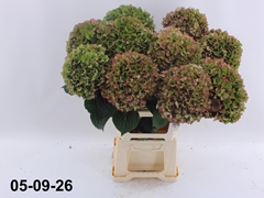 Hydrangea Glowing Alps Classic 70cm 18-20cm Hd