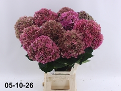 Hydrangea Glowing Alps Classic 70cm 18-20cm Hd