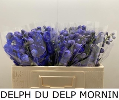 Delphinium Double Delphi's Morninglight 50cm