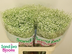 Gypsophila Paniculata Zinzi Discovery 80cm 25gr.