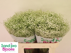Gypsophila Paniculata Zinzi Discovery 70cm 25gr.