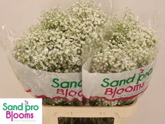 Gypsophila Paniculata Xlence 80cm 25gr.
