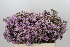 Chamelaucium Dancing Queen 55cm 20gr.