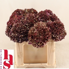 Hydrangea Pink Ruby 50cm 15-17cm Hd