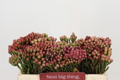 Brunia Laevis Red 35cm