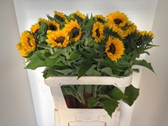 Helianthus Sunrich Orange 80cm