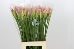 Nerine Sofie 70cm