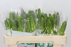 Ornithogalum Thyrsoides Milky Way 50cm