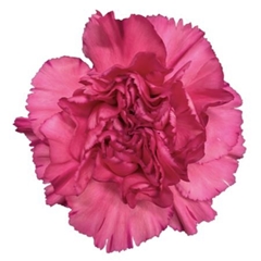Dianthus Single Bernard 70cm