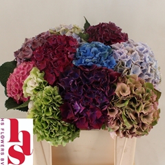 Hydrangea Mix 50cm 16-18cm Hd