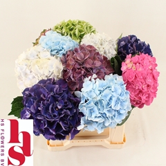 Hydrangea Mix 40cm 14-16cm Hd