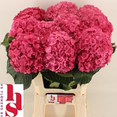 Hydrangea Royal Anastasia Pink 60cm 18-20cm Hd