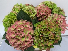 Hydrangea Royal Palace Classic 60cm 15-17cm Hd