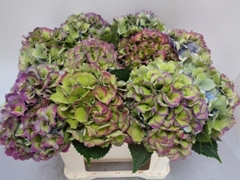 Hydrangea Royal Love Classic Blue 50cm 16-18cm Hd