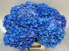 Hydrangea Royal Parade 60cm 18-20cm Hd