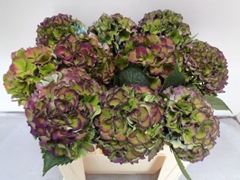 Hydrangea Royal Palace Classic 50cm 14-16cm Hd