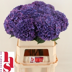 Hydrangea Rodeo Purple 80cm 20-22cm Hd