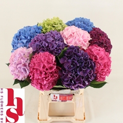 Hydrangea Mix 60cm 18-20cm Hd