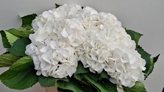 Hydrangea Schneeball 60cm 16-18cm Hd