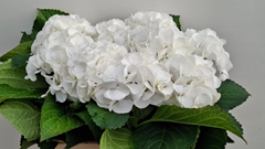 Hydrangea Schneeball 60cm 14-16cm Hd