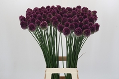 Allium Sphaerocephal 80cm
