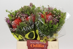 Bouquet Leucospermum Carroussel 2 Flowers 40cm