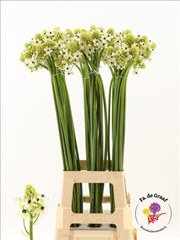 Ornithogalum Saundersiae 90cm