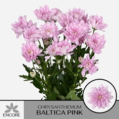 Chrysanth Spray Baltica Pink 70cm 55gr.