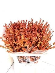 Ilex Verticillata Winter Gold 80cm