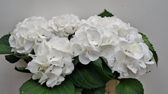 Hydrangea Schneeball 40cm 12-14cm Hd
