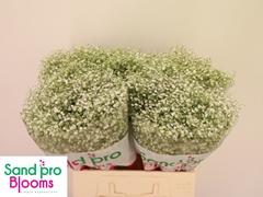 Gypsophila Paniculata Xlence 60cm 15gr.