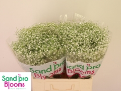 Gypsophila Paniculata Zinzi Discovery 60cm 10gr.