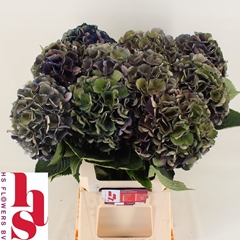 Hydrangea Royal King Classic 60cm 18-20cm Hd