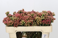 Brunia Laevis Red 50cm