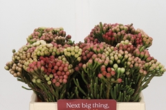 Brunia Laevis Red 35cm